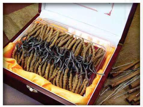 南川冬虫夏草回收